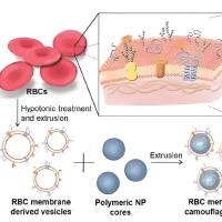 PEG修饰负载阿霉素（DOX）和吲哚菁绿（ICG）的二硫化钨 (WS2) 纳米片被DSPE-PEG2000-FA修饰的红细胞膜包裹