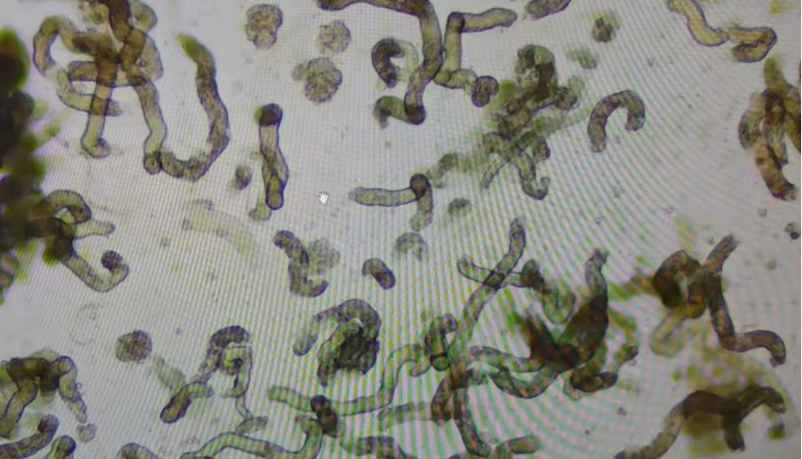 Absin第十五期类器官培训班精彩回顾