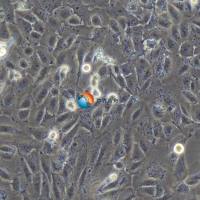 EPLC-272H人肺腺癌细胞