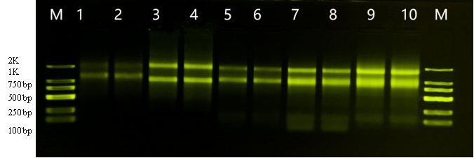 动物组织总RNA提取试剂（磁珠法）
