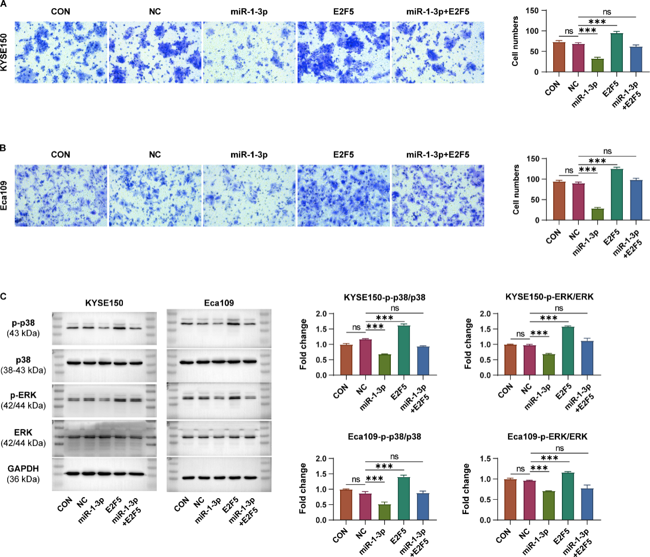 细胞转染 细胞转染