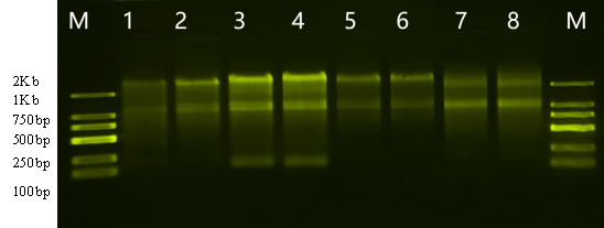 动物组织总RNA提取试剂（磁珠法）
