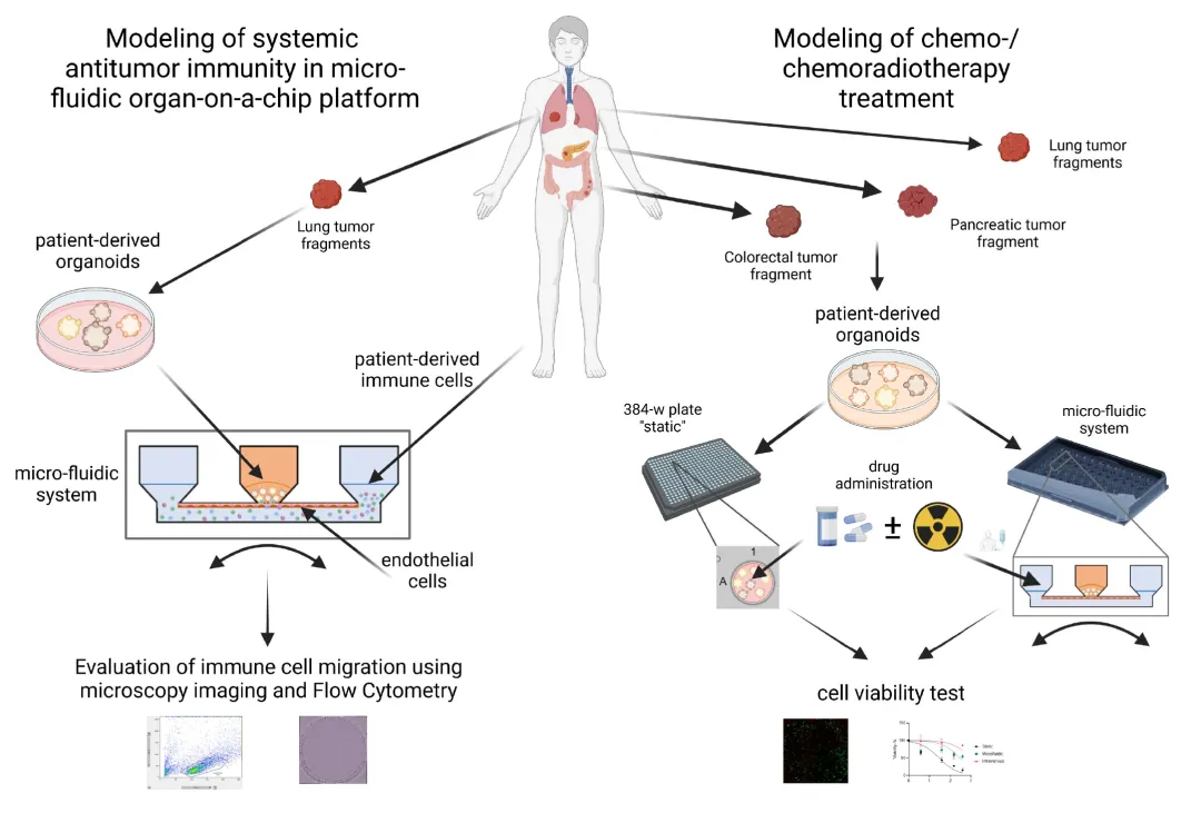 AKITA用于测试静脉注射药物和免疫细胞输送的肿瘤芯片模型