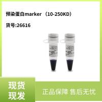Thermo Fisher:预染蛋白marker (10-180KD) 货号:26616