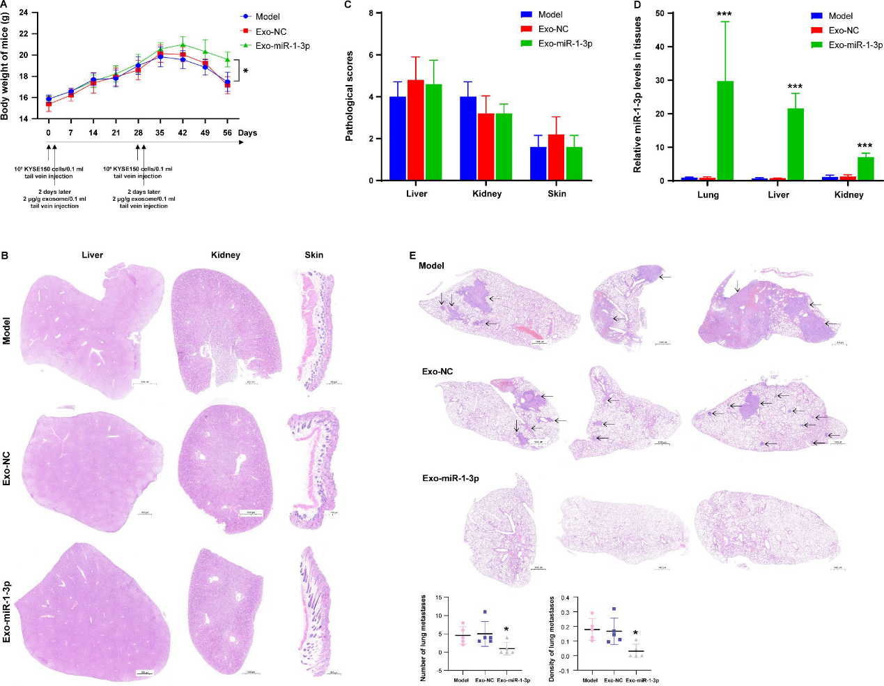 病理染色 病理染色