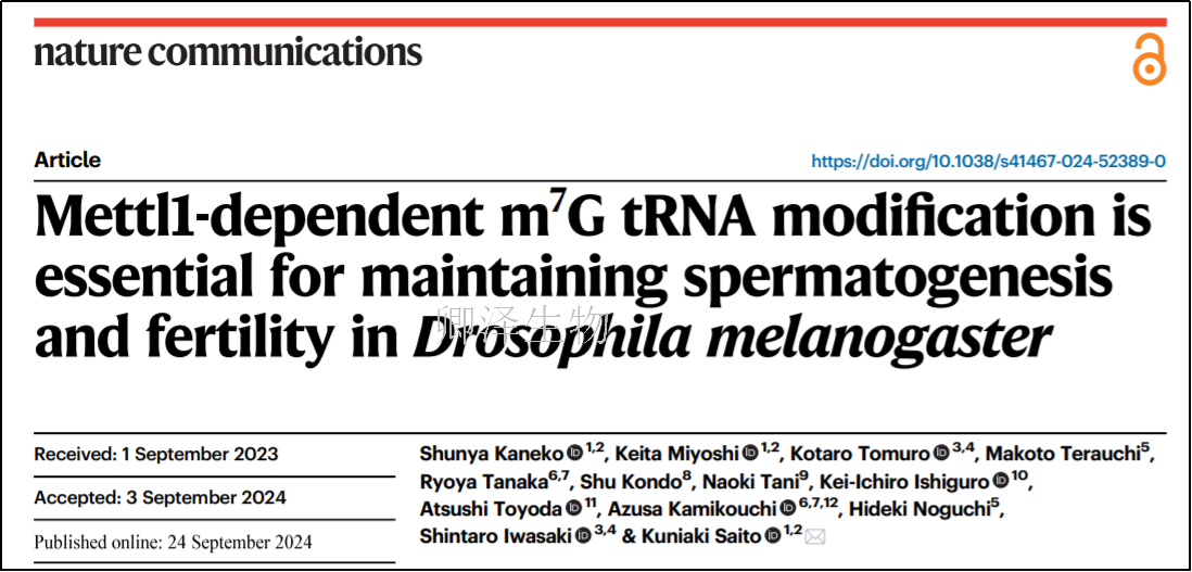 Nat Commun. | Ribo-seq技术助力揭示Mettl1参与果蝇精子发育中的重要作用