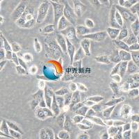 NCI-H2073非小细胞肺癌细胞