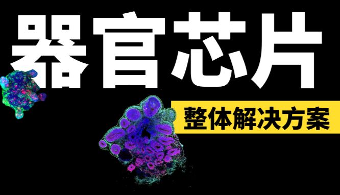 器官芯片整体解决方案（一）：肿瘤（类器官）芯片及肝脏芯片的3大应用_曼博生物