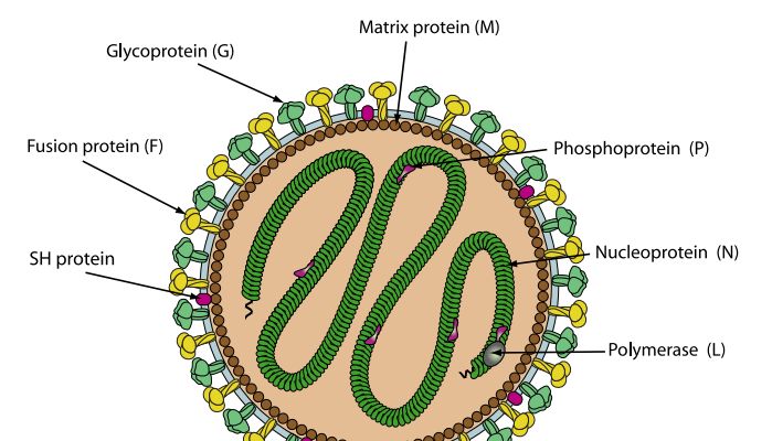 人偏肺病毒HMPV--直击呼吸道，一点儿也“不偏”！
