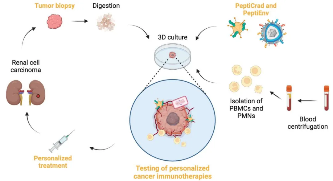 基于微流体器官芯片3D培养的肿瘤免疫疗法或腺病毒,溶瘤腺病毒模式图