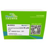 cleaved N-terminal GSDMD