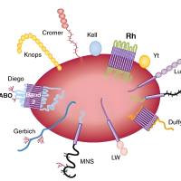 负载白藜芦醇 (RSV) 的脂质体被狂 犬 病毒糖蛋白（RVG29）和三苯膦（TPP） 分子双修饰的红细胞膜包裹