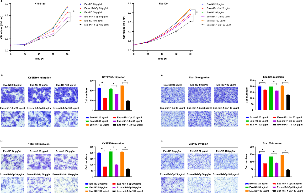 细胞迁移、增殖 细胞迁移、增殖