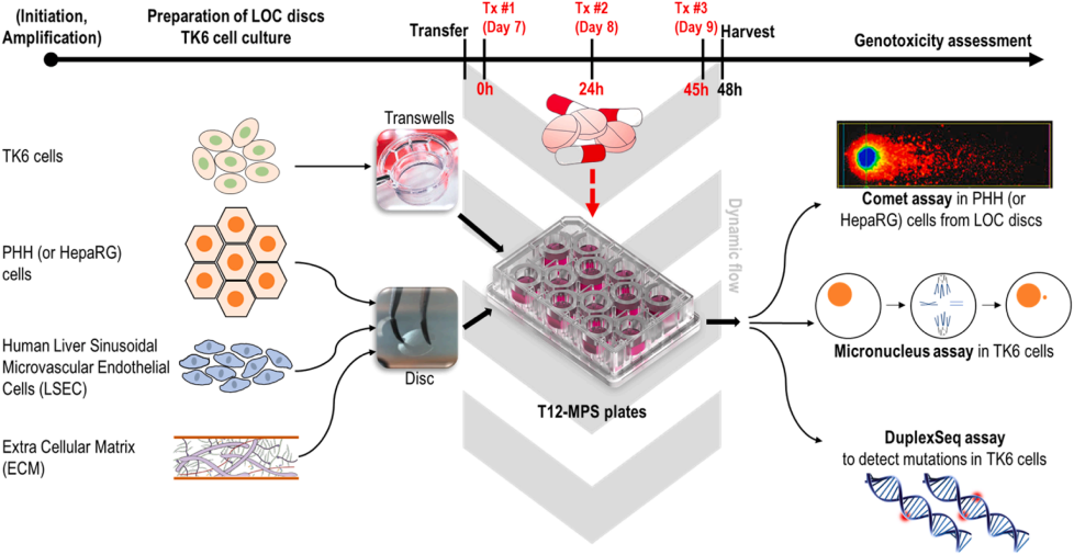 用于遗传毒性测试的芯片肝脏（LOC）模型概述