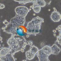 SW403人结肠腺癌细胞