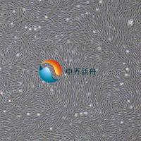 人乳腺上皮细胞