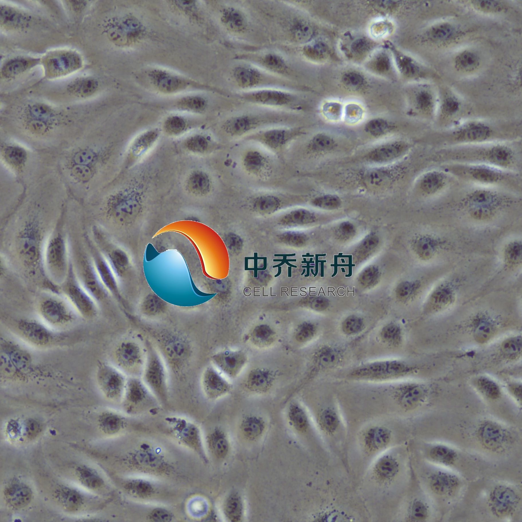 人肺大动脉内皮细胞