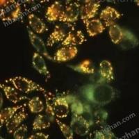 细胞线粒体膜电位检测