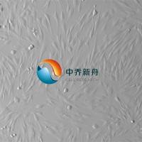 人子宫平滑肌细胞