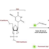 edu细胞增殖检测