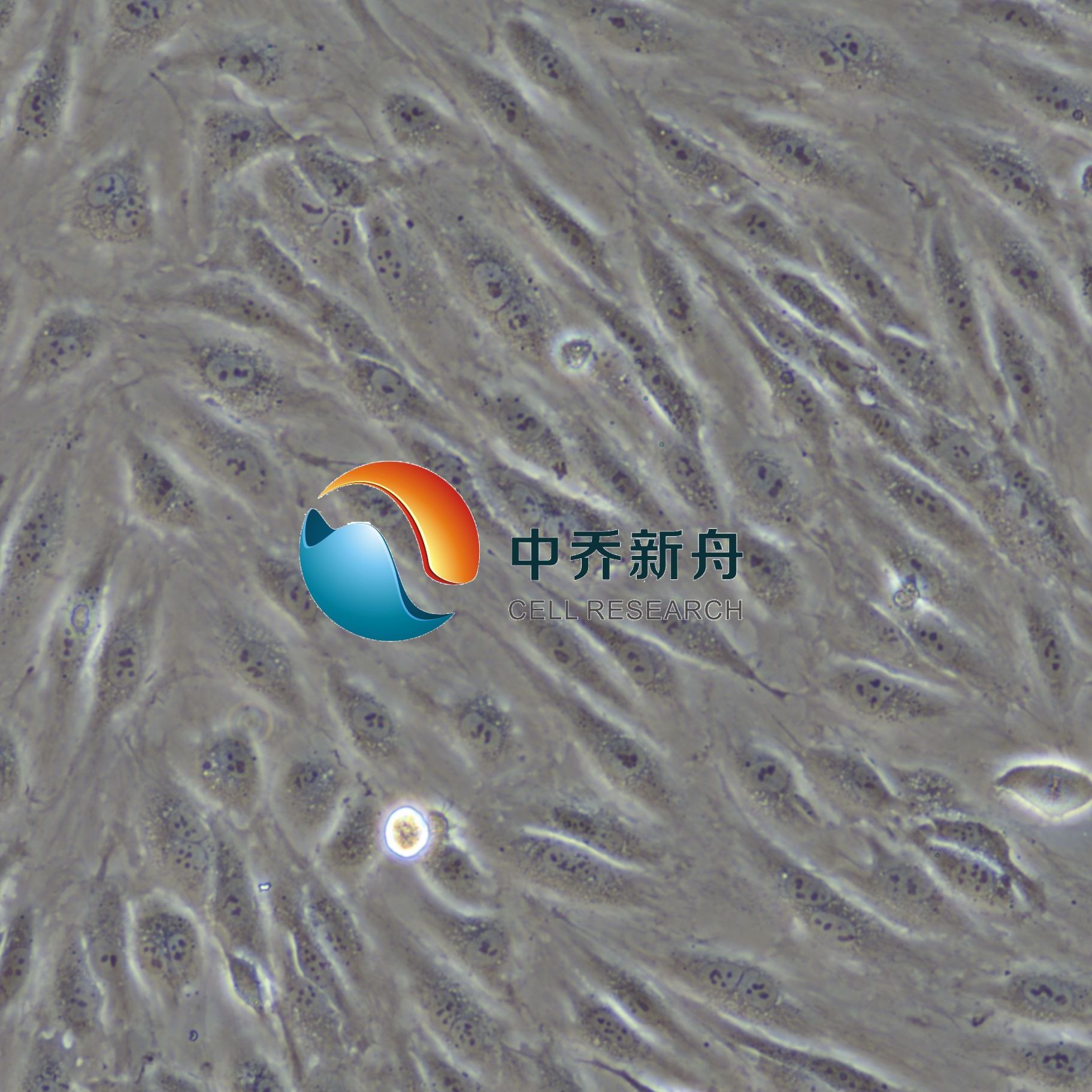 人子宫颈上皮细胞