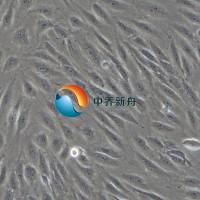 人子宫颈上皮细胞