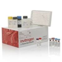 Invitrogen Human alpha Synuclein ELISA Kit