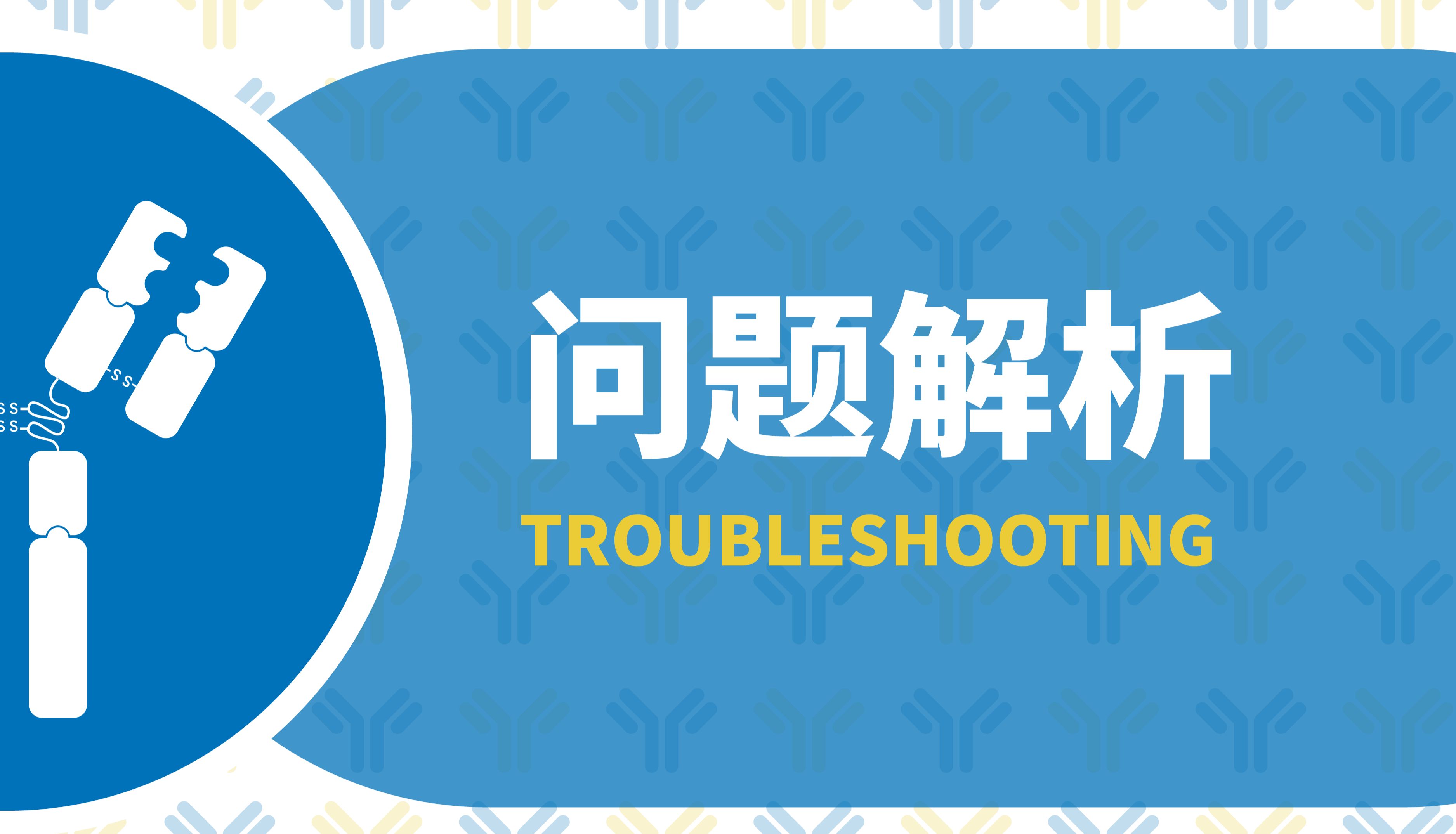 WB检测结果解析