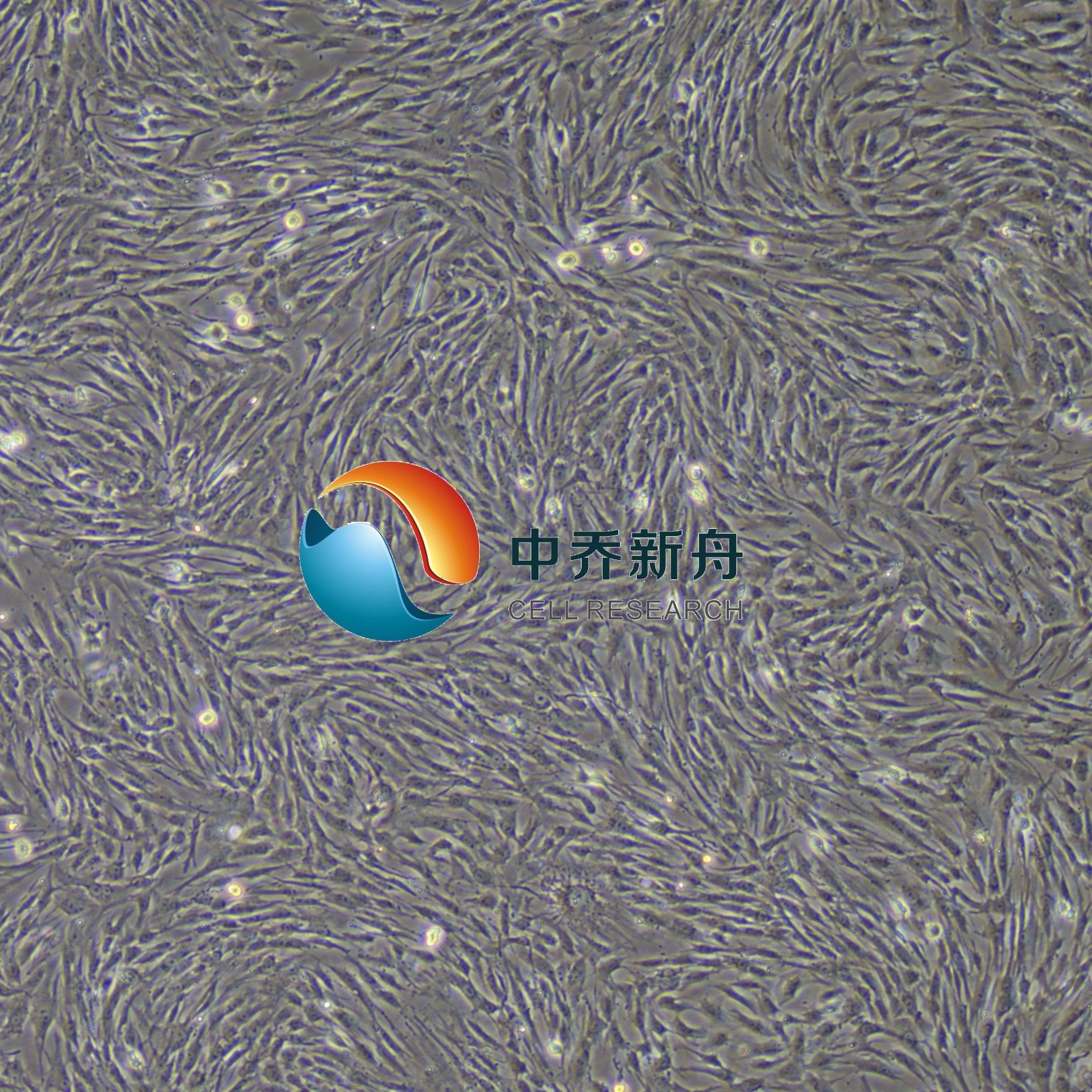 人牙周膜干细胞