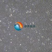 人牙周膜干细胞