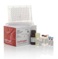 Invitrogen Human IFN gamma Uncoated ELISA Kit