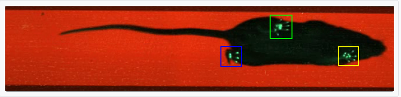 大小鼠步态分析 步态行为分析系统