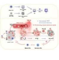 MoS2纳米颗粒被树突状细胞膜（DM）和肿瘤细胞膜（TM）组成的仿生融合膜（FM）包裹