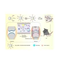 负载TNF-α siRNA的金纳米颗粒被1,3-丙烷磺酸内酯(1, 3-PS),α-TOS(生育酚琥珀酸酯)和叶酸修饰的功能化树状大分子(PAMAM)包裹