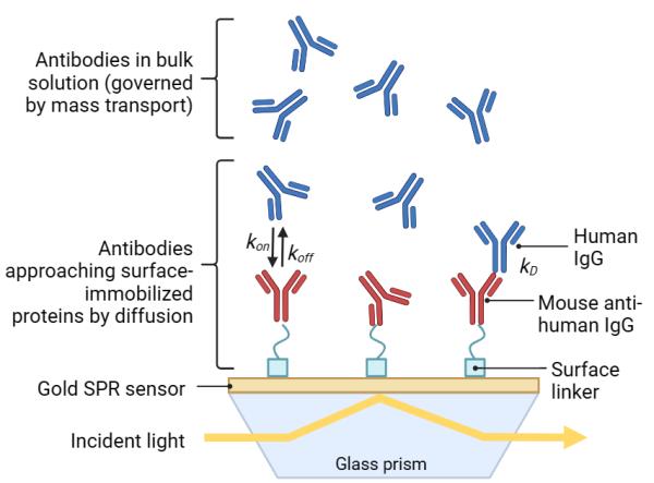 利用P4SPR分子互作仪进行抗体结合分析——比较静态和动态 SPR 特性