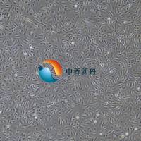 人主动脉内皮细胞