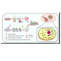 包载多柔比星的中性粒细胞外泌体样囊泡被超顺磁性氧化铁纳米颗粒修饰