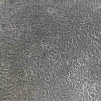 原代细胞分离纯化