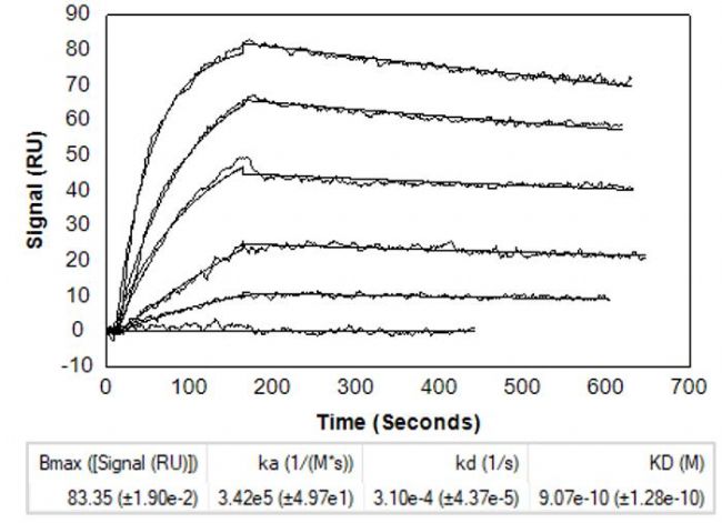 利用P4SPR分子互作仪进行抗体结合分析——比较静态和动态 SPR 特性