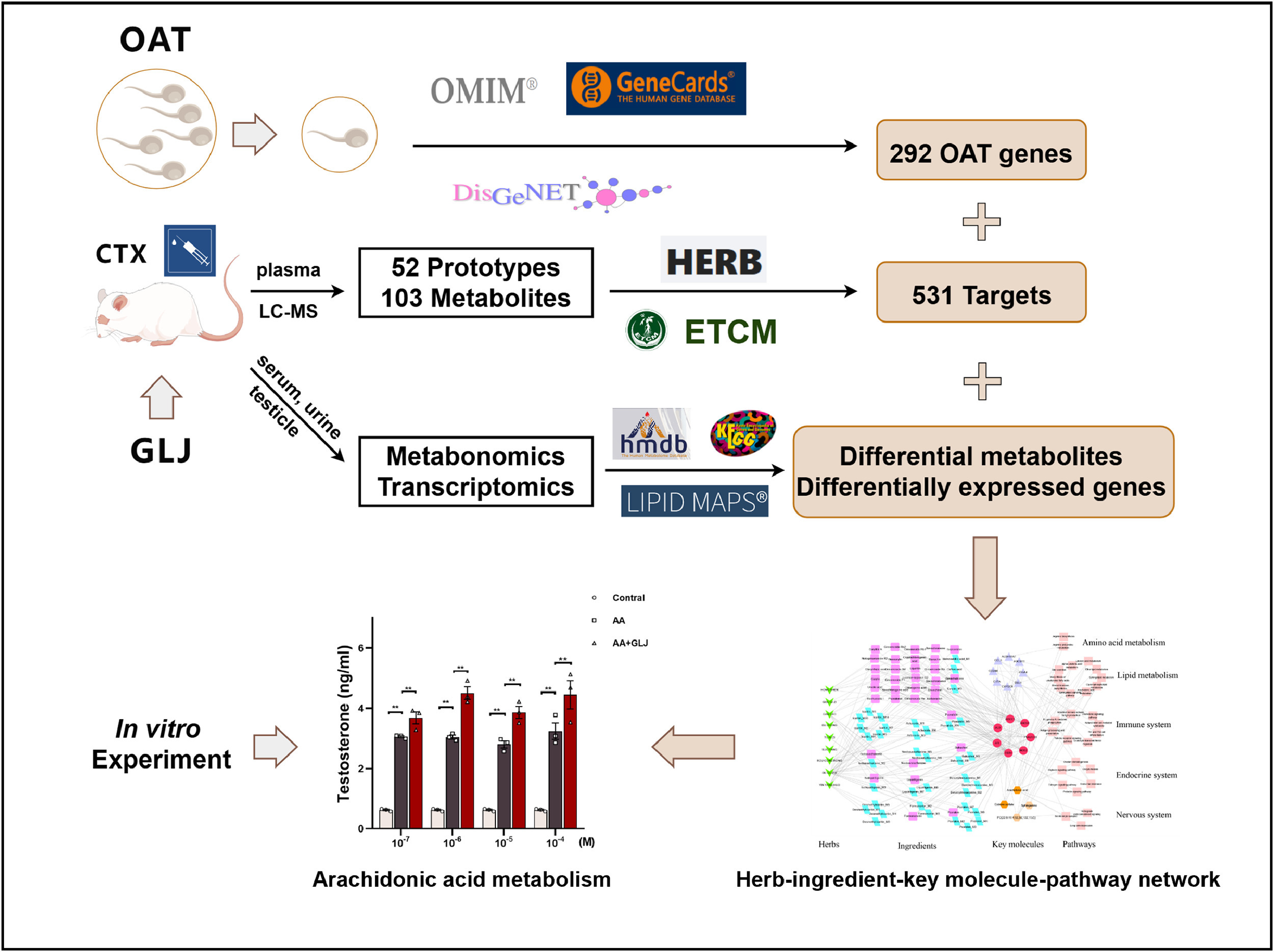 IF:6.7/Q1，多组学+网络药理学方法揭示龟龄集通过调节花生四烯酸途径缓解少弱畸形精子症！！！