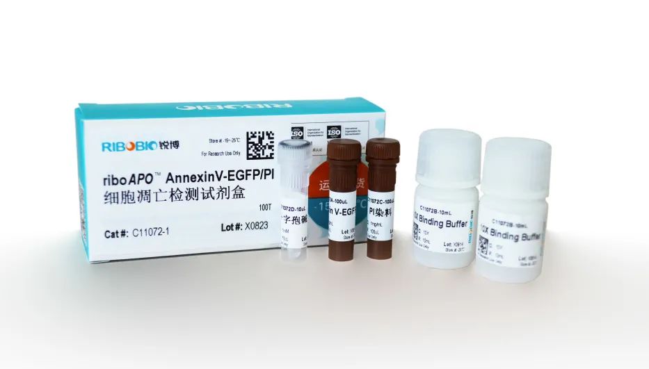 新品上市丨Annexin V-EGFP/PI细胞凋亡检测试剂盒