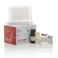Invitrogen Human IL-2 Uncoated ELISA Kit