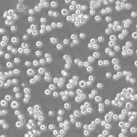 稳定细胞株筛选