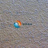 HEI-OC1小鼠耳蜗毛细胞系
