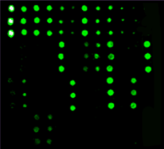 RayBiotech-CTLA4表位标测肽阵列，超值好物等你抢