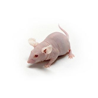 肝癌原位瘤模型