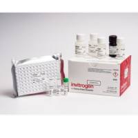 Invitrogen Human CRP Rapid ELISA Kit