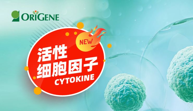 新品速递｜OriGene活性细胞因子——专为细胞培养