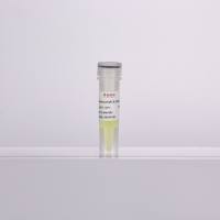 2×超敏型通用染料法qPCR预混液(含示踪剂)-500rxns