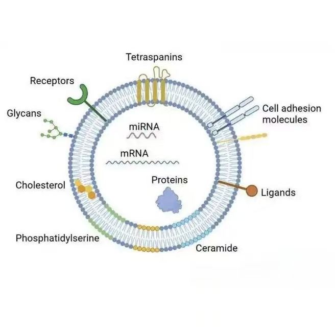 负载pORF5-mIL-10质粒DNA(IL-10pDNA)和糖皮质激素倍他米松磷酸钠(BSP) 的M2型巨噬细胞外泌体(M2Exo)
